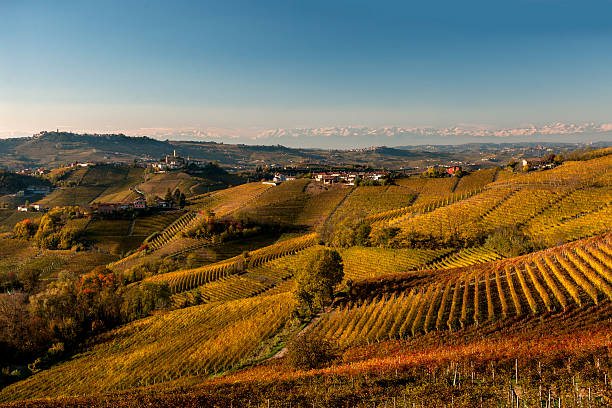 The Langhe hills turning, with the Alps on the horizon