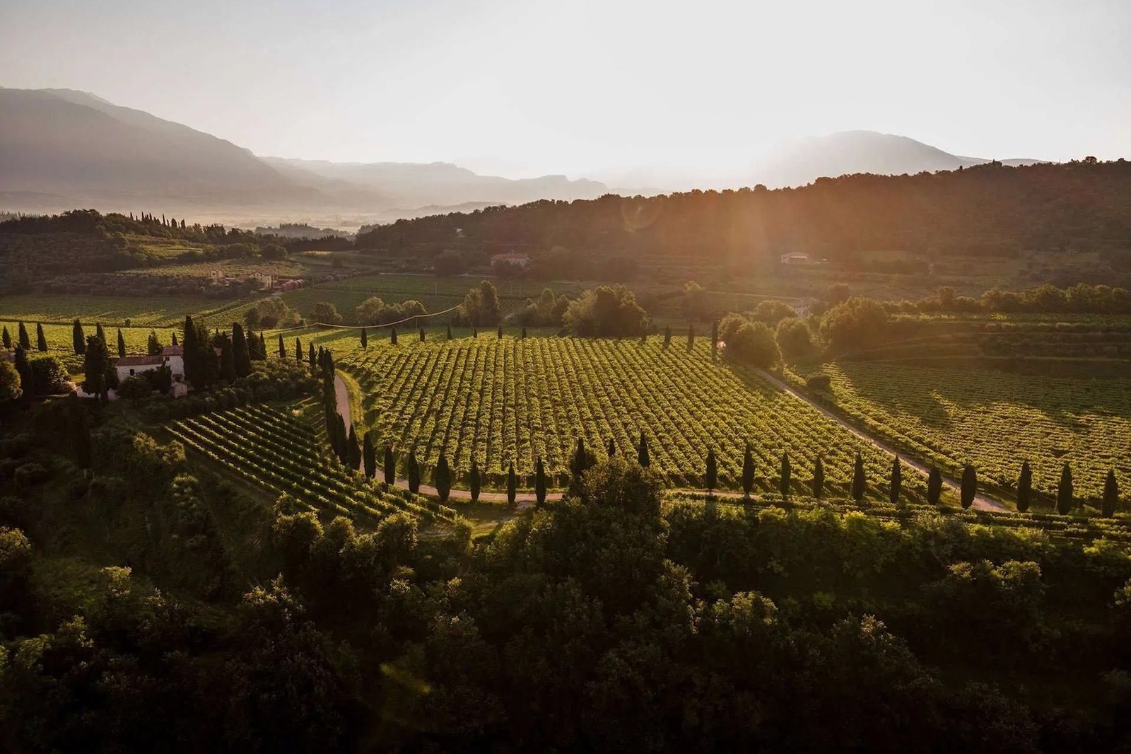 Vineyards above Lake Garda at first light, cypresses and the Monte Baldo ridge behind