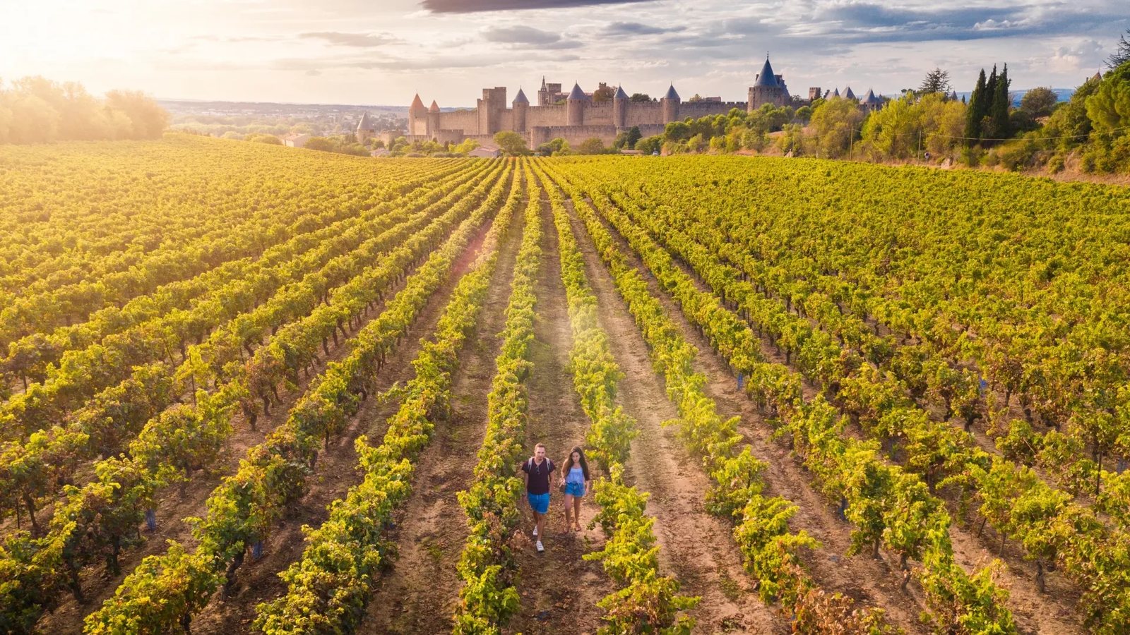 Vine rows in autumn colour, the walled Cité of Carcassonne on the skyline