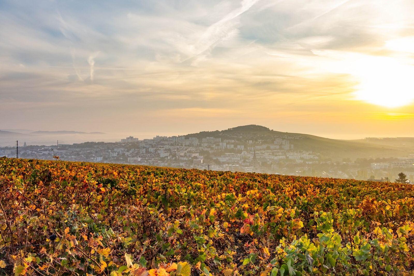 Autumn vines above the Marne valley at first light