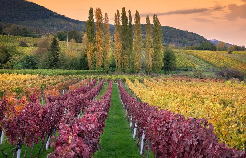 Vines turning red along the Deutsche Weinstraße at sunset