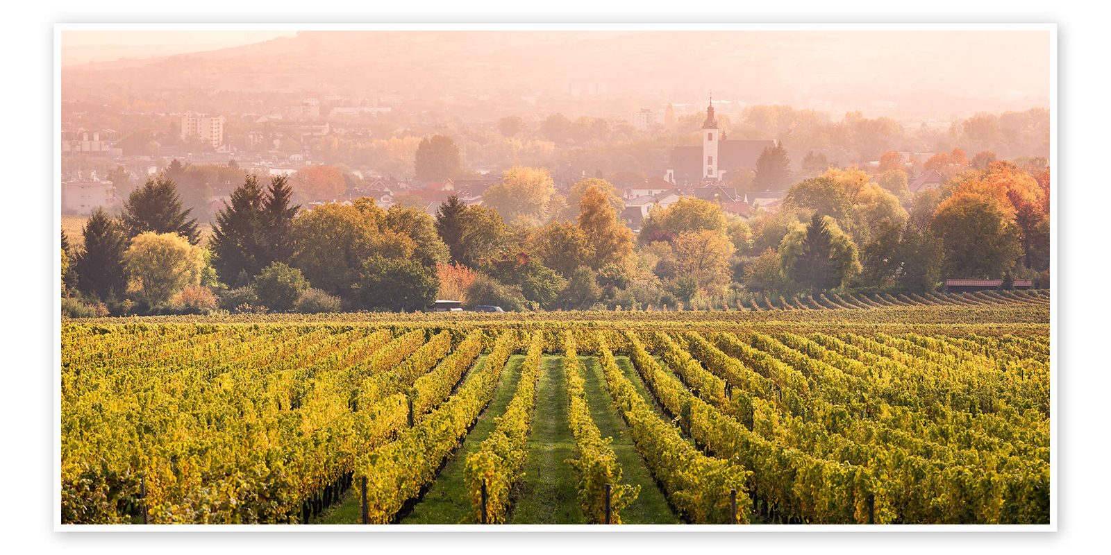 Rheingau vines in the autumn mist