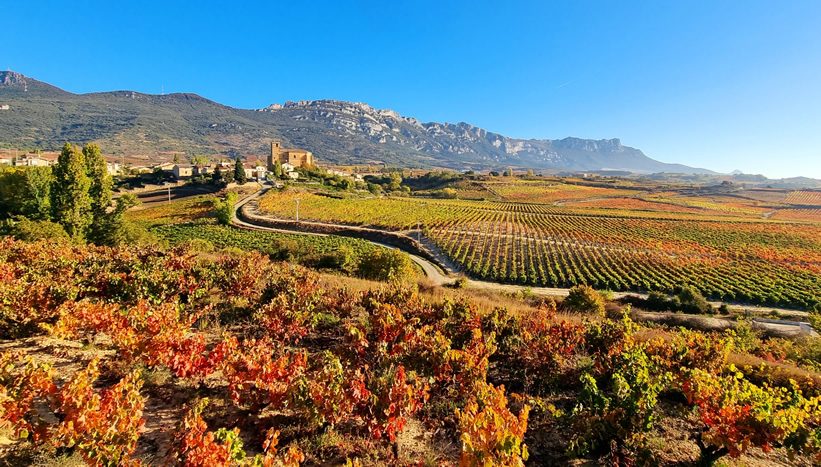 Rioja vines turning, with the Sierra de Cantabria behind