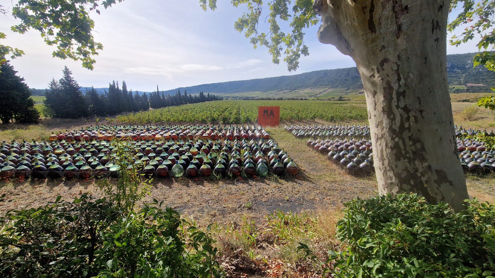 Mas Amiel's bonbonnes at Maury — 2,000-odd glass demijohns left out in the open for a year