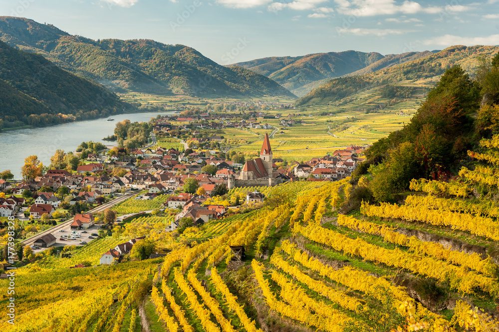 Terraced vineyards above the Danube bend at Weissenkirchen